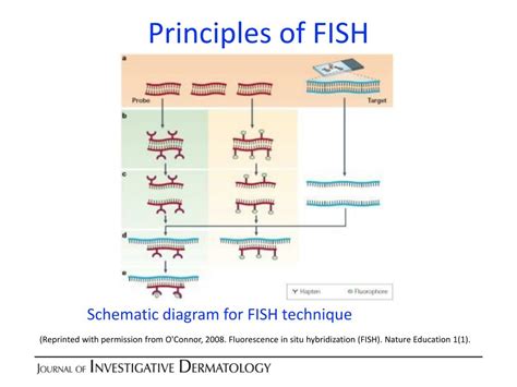 fish technique